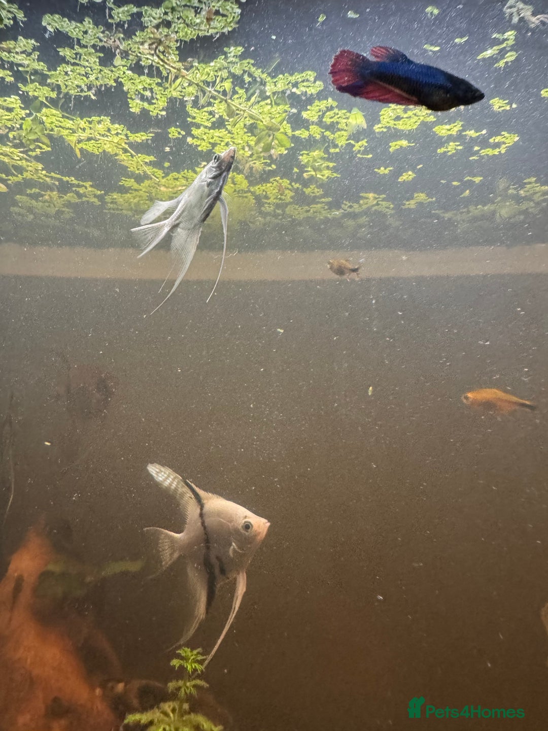 Bettas fish for sale: 8 Angelfish 1 female Betta  - Advert 7