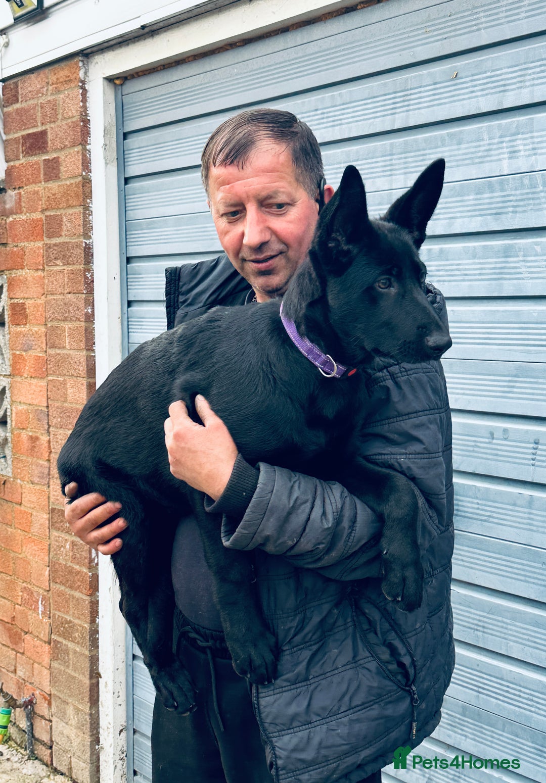 German Shepherd dogs for sale: Exceptional KC Reg DDR GSD Puppies Rare Bloodlines - Image 25