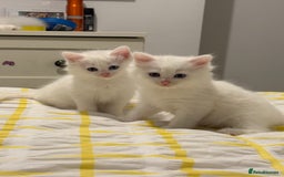 Mixed Breed cats for sale: White fluffy kittens for sale  - Image 2
