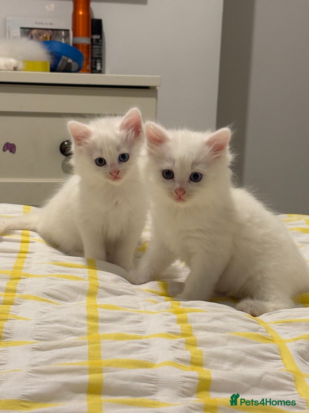 Mixed Breed cats for sale: White fluffy kittens for sale  - Image 2