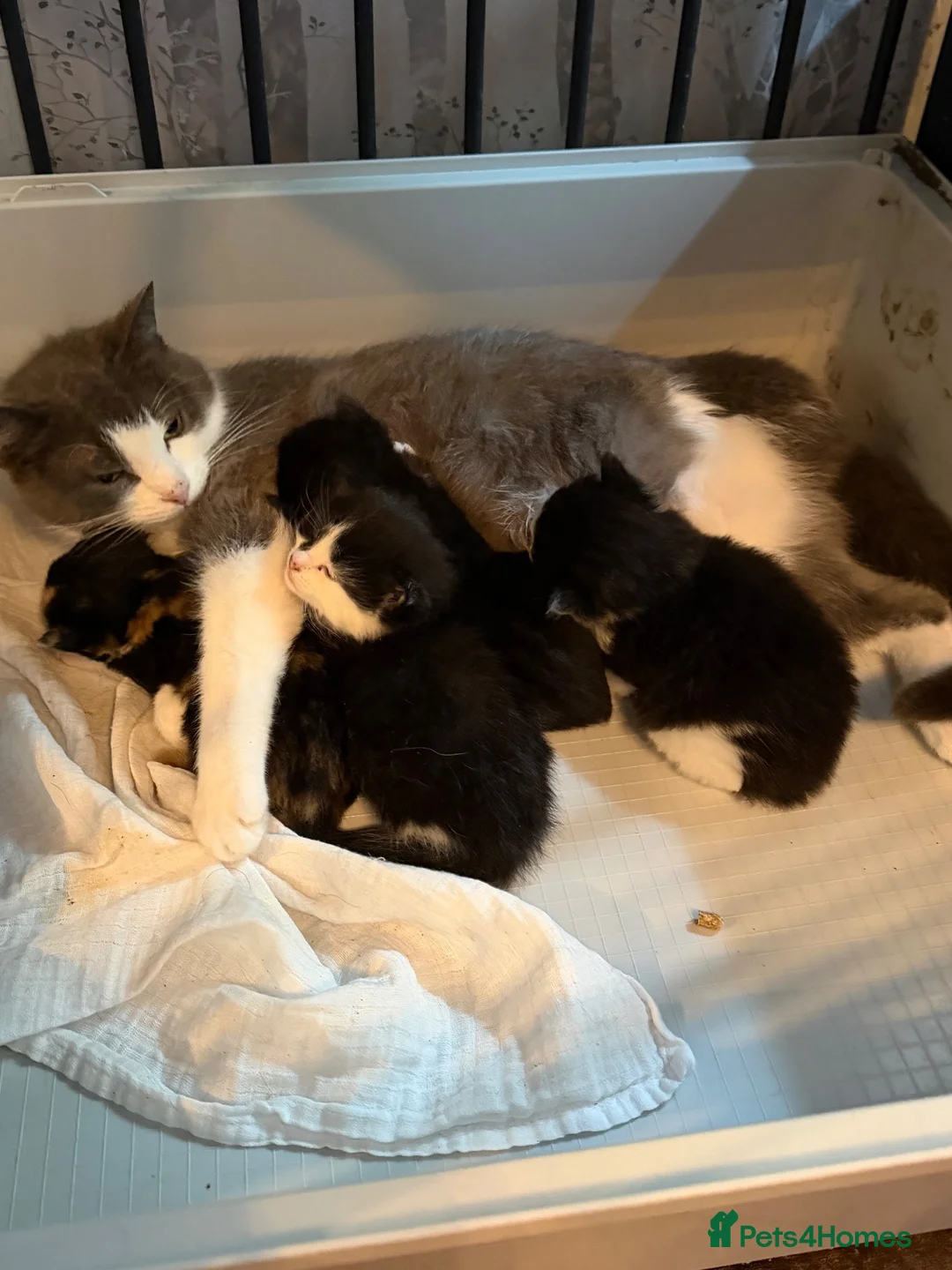 Mixed Breed cats for sale: 4 beautiful kittens looking for loving homes  - Advert 1