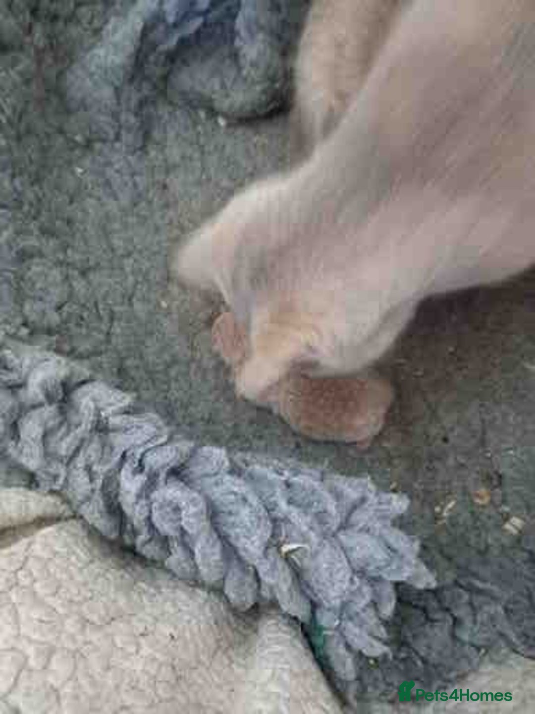 British Shorthair cats for sale: Cream Friendly kitten - Image 8