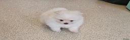 Pomeranian dogs for sale: Pomeranian pups in London - Advert 4