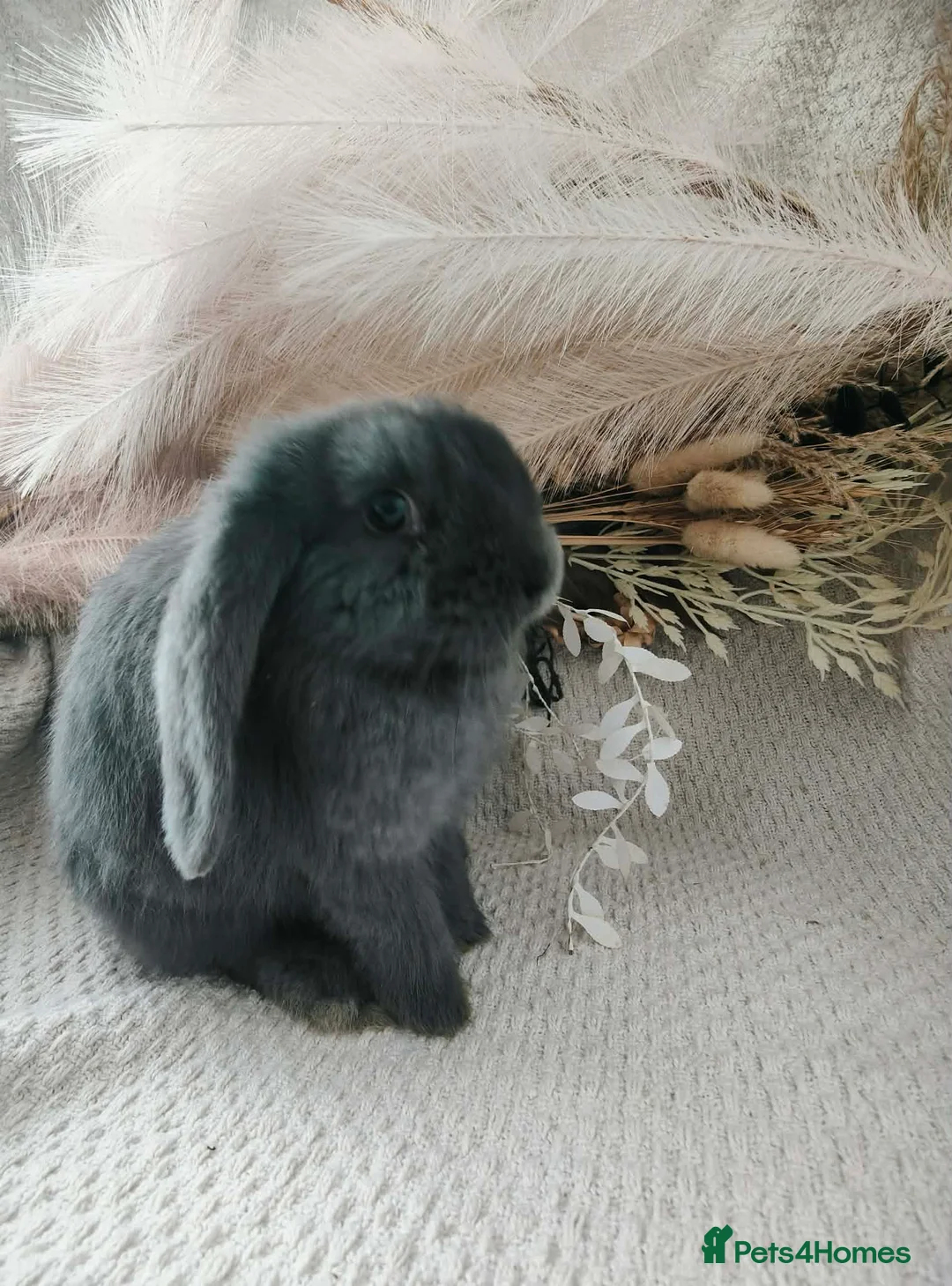 French Lop rabbits for sale: French lop blue doe in Llanelli - Advert 1
