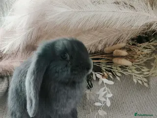 French Lop rabbits French lop blue doe - Advert 1