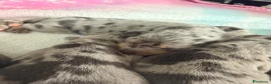 Dachshund 6