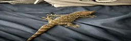 Gecko reptiles for sale: Female tokay gecko in Reading - Advert 8