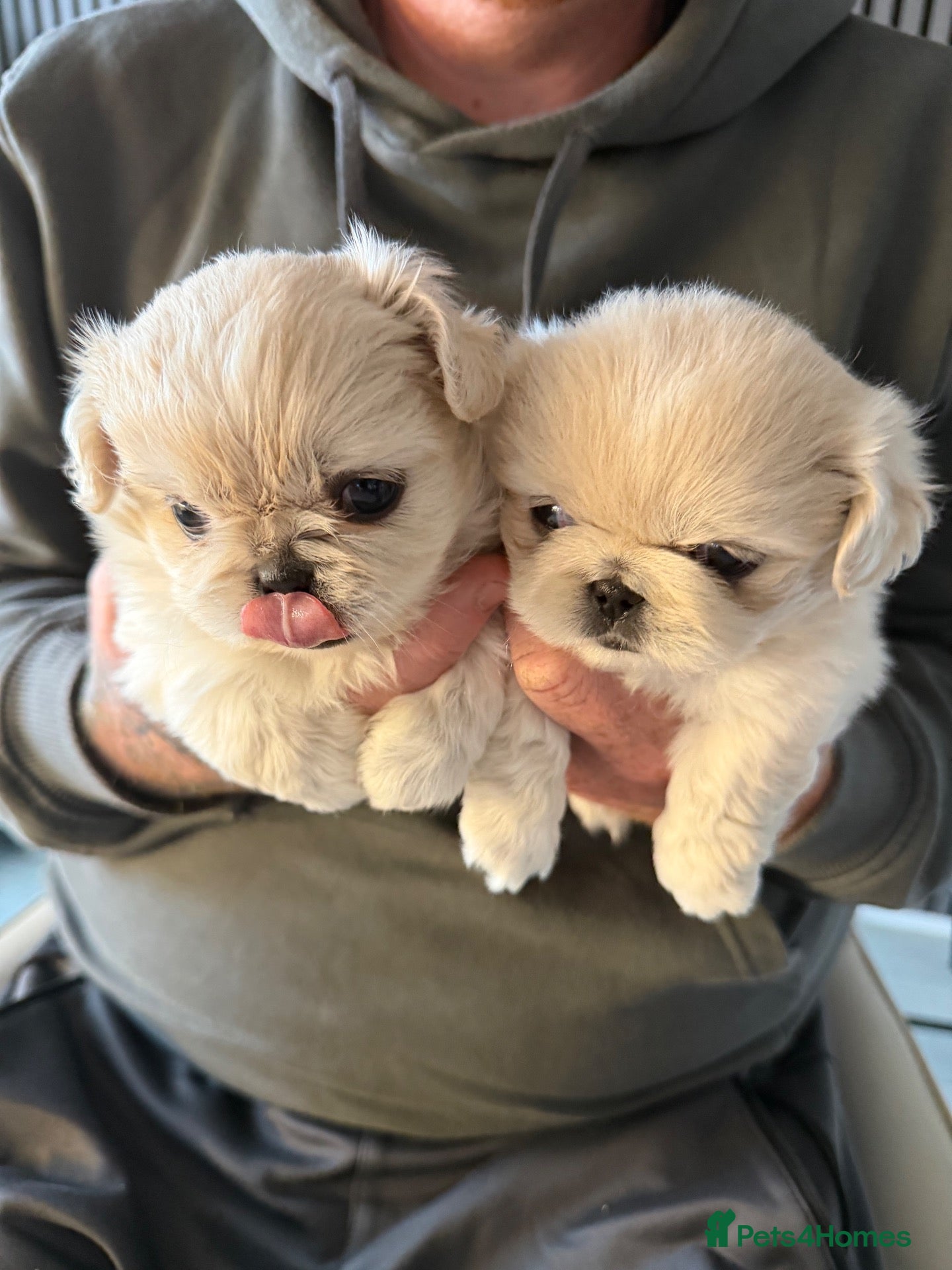 Pekingese dogs 🐾 Pekingese Puppies – Ready for Loving Homes 🐾 - Advert 12