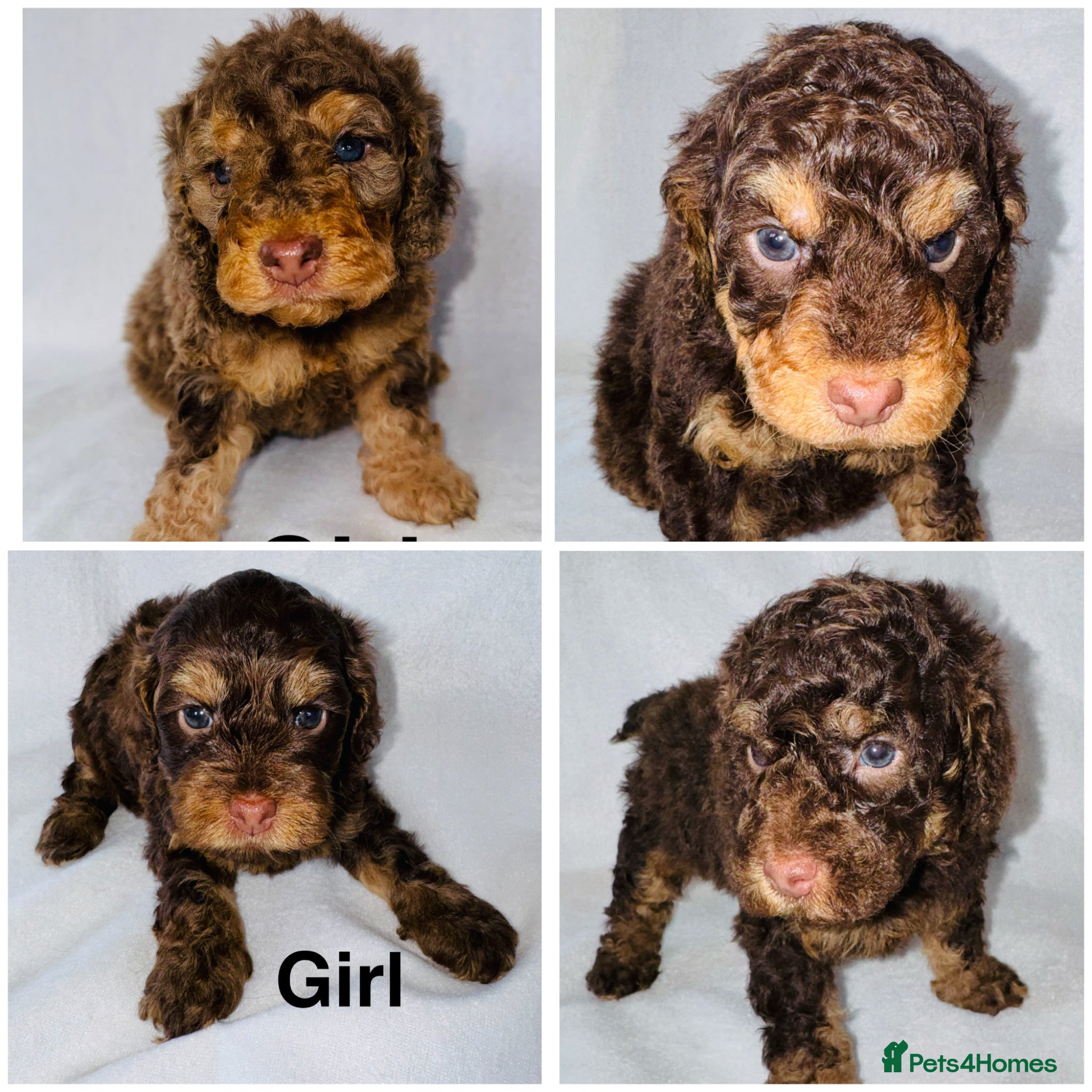 Cockapoo dogs DNA TESTED, Stunning Cockapoo Pups,Ready 5th June  - Advert 3