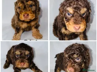 Cockapoo dogs DNA TESTED, Stunning Cockapoo Pups,Ready 5th June - Advert 3