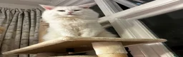 Maine Coon cats for sale: XL TICA REG ACTIVE 1 GIRL ONLY - Advert 6