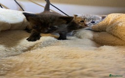 British Shorthair cats for sale: Rag doll cross breads  - Image 6