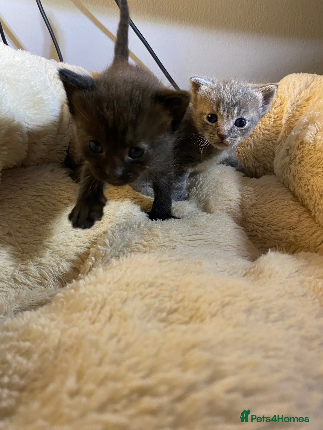 British Shorthair cats for sale: Rag doll cross breads  - Image 6
