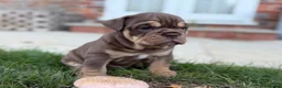 English Bulldog dogs for sale: Stunning KC reg English Bulldog puppies. in Newbury - Advert 30
