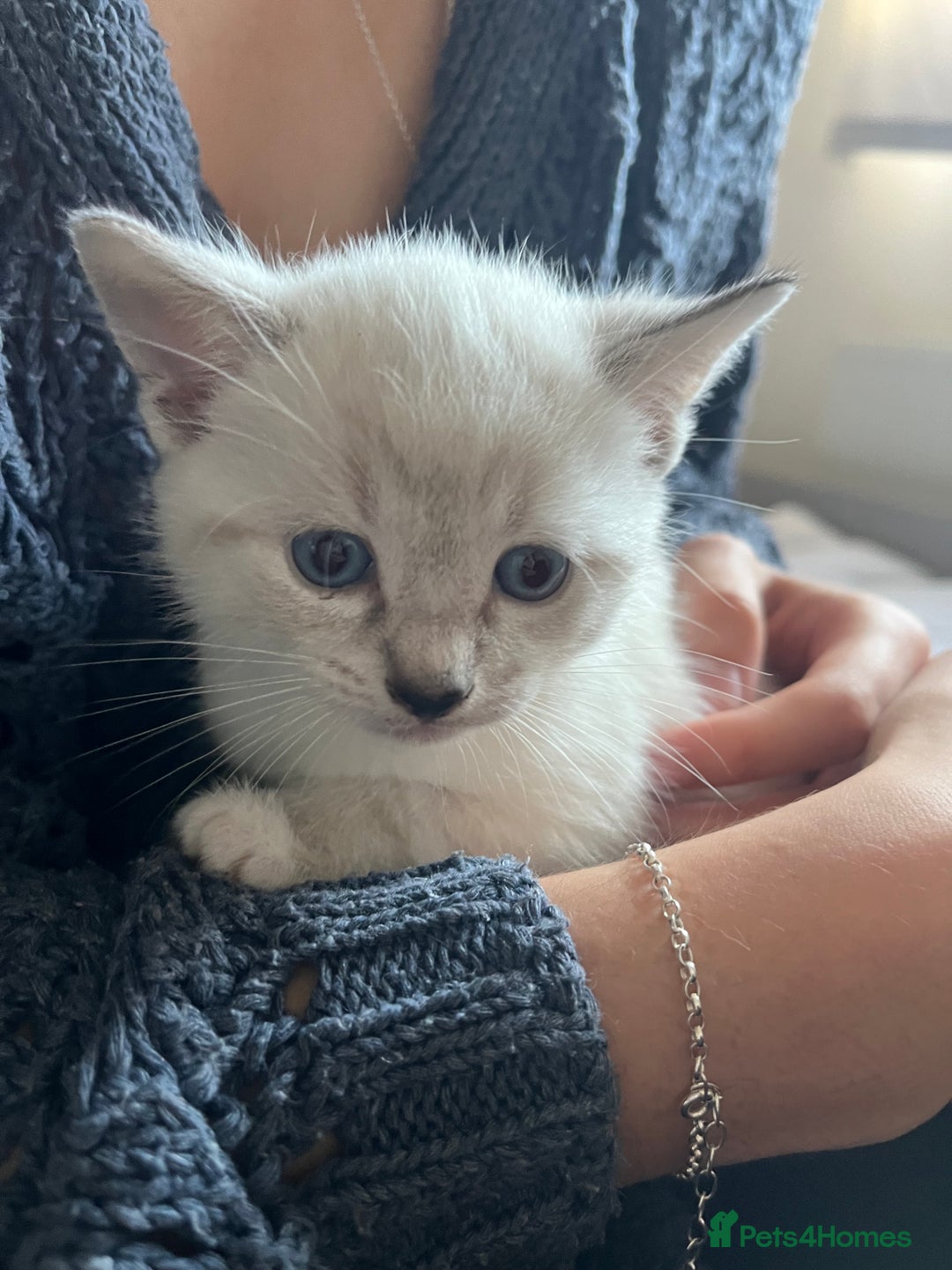 Siamese cats for sale: Adorable Siamese cross kittens  - Image 1