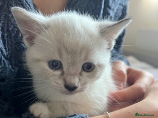 Siamese cats - Advert 1