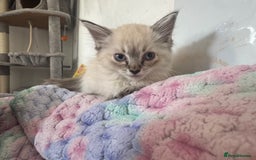 Ragdoll cats for sale: Ragdoll kitten - Image 1