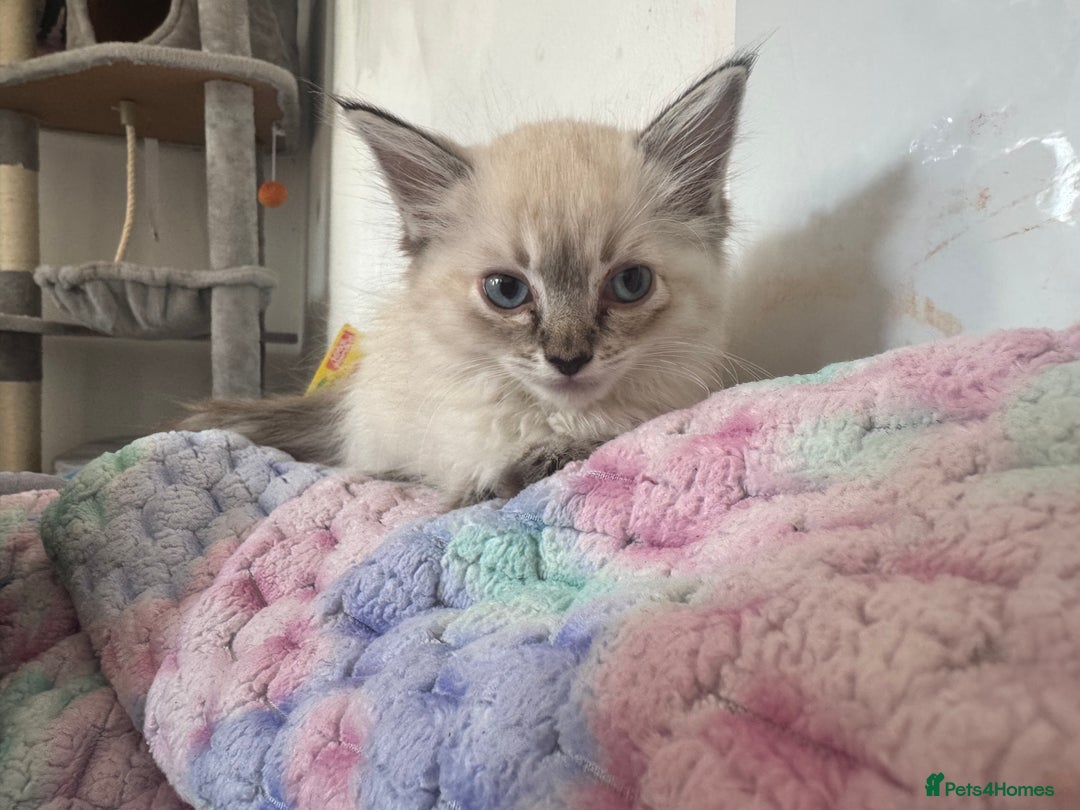 Ragdoll cats for sale: Ragdoll kitten - Image 1