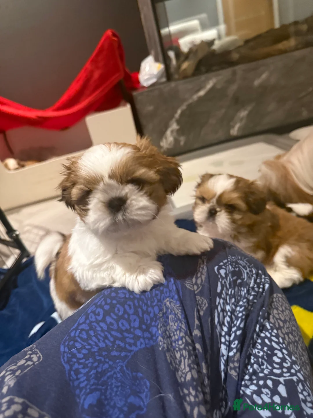 Shih Tzu dogs for sale: Stunning breed standard Shih Tzus  - Advert 6
