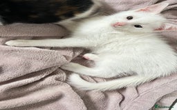 Turkish Angora cats for sale: Adorable 8-Week-Old Kittens Ready Now 🐾 - Image 5