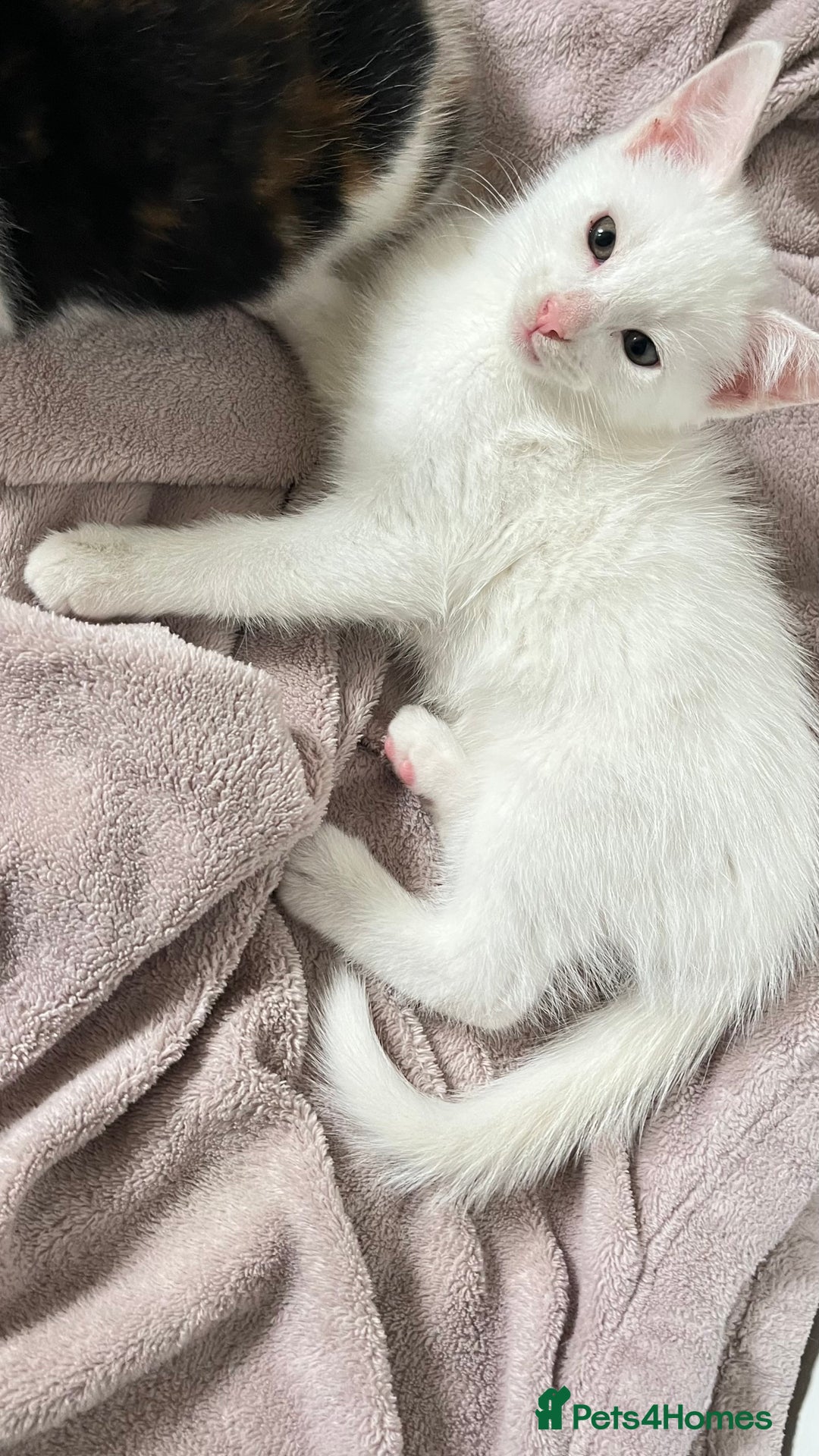 Turkish Angora cats for sale: Adorable 8-Week-Old Kittens Ready Now 🐾 - Image 5