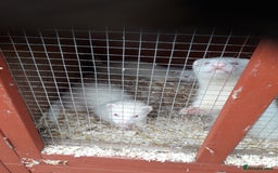 Ferret rodents for sale: Albino kits  - Image 7