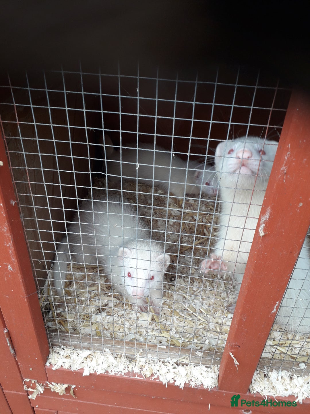 Ferret rodents for sale: Albino kits  - Image 7