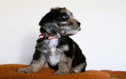 Cockapoo dogs for sale: F1 Merle cockapoos  - Image 14