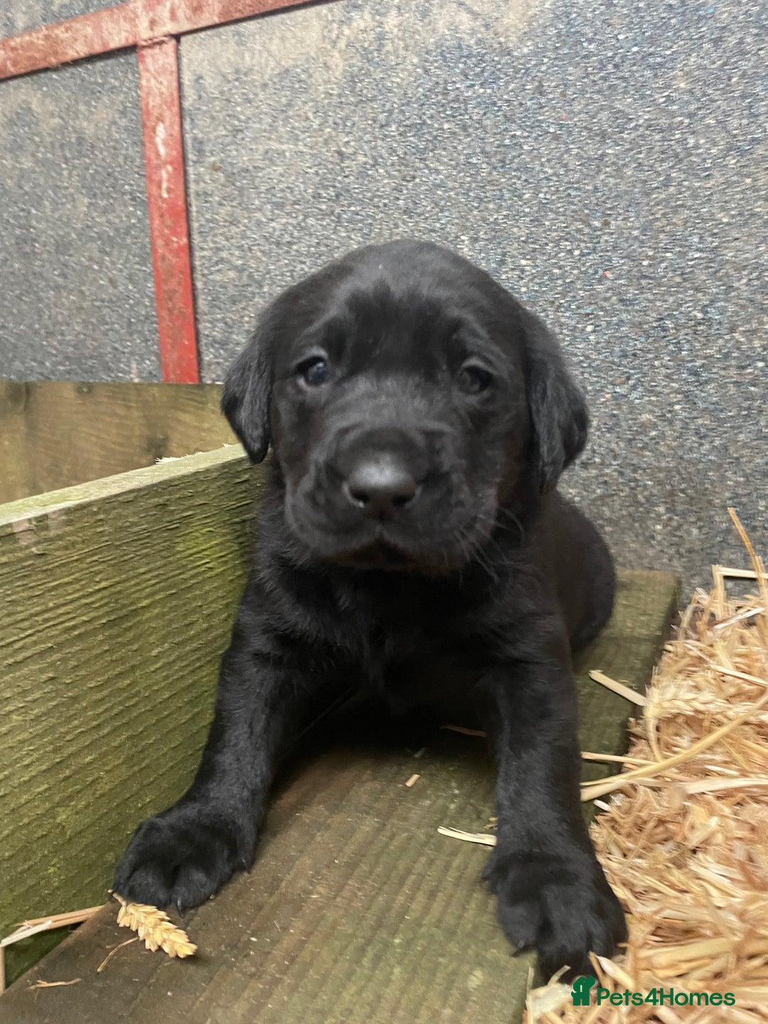 Labrador Retriever dogs for sale: Black Labrador pups for sale - Advert 4