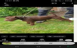 Patterdale Terrier dogs for stud: Patterdale stud - Image 1