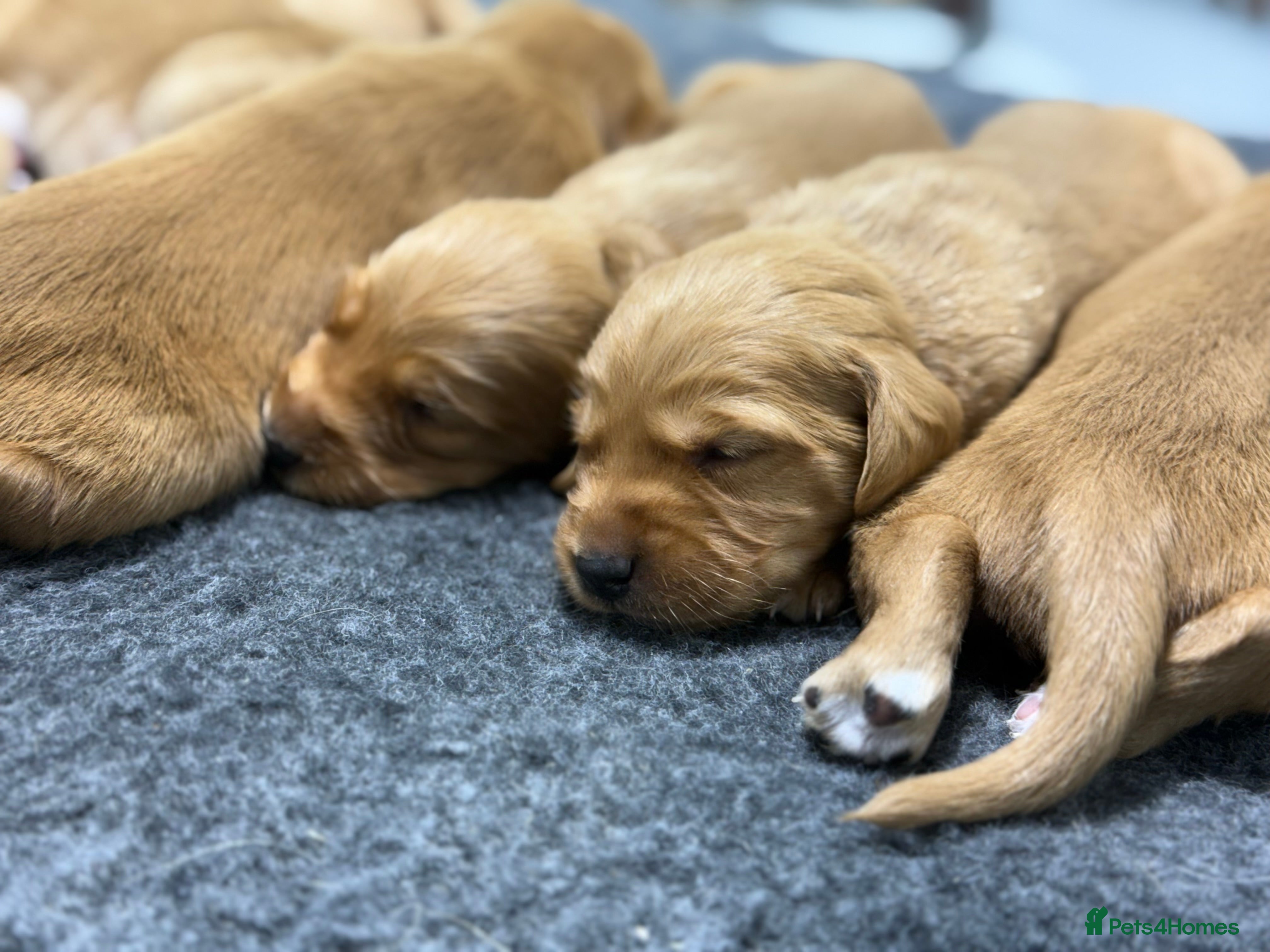 Cockerdor dogs Beautiful Deep Red Cockerdors DNA Clear - Advert 2