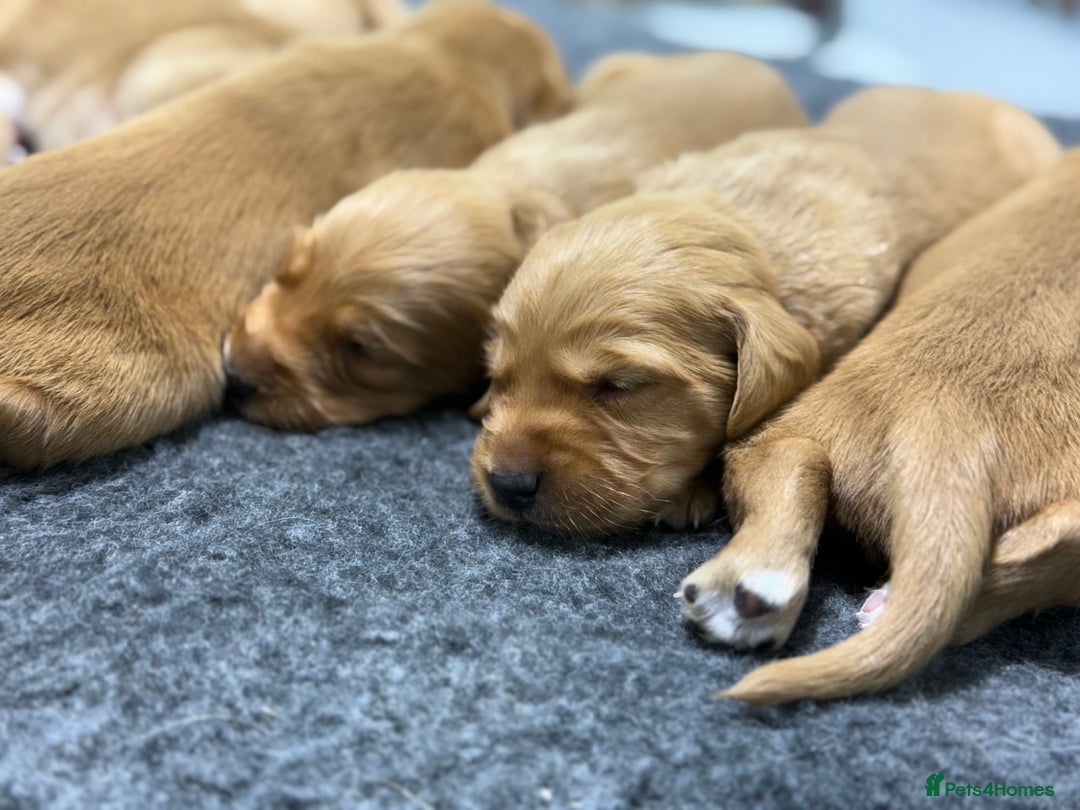 Cockerdor dogs for sale: Beautiful Deep Red Cockerdors DNA Clear - Advert 1