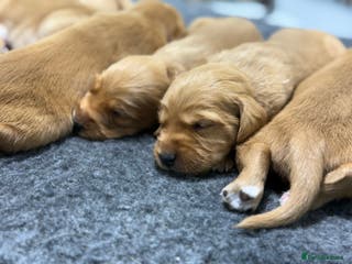 Cockerdor dogs Beautiful Deep Red Cockerdors DNA Clear - Advert 1