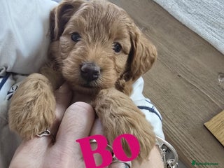 Cockapoo dogs Toy cockerpoo health tested licensed Breeder - Advert 15