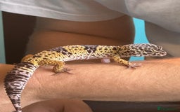 Leopard Gecko reptiles for sale: Friendly Leopard gecko and tank  - Image 1