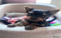 Yorkshire Terrier dogs for sale: Last girl ready🥰 Pedigree Yorkshire Terrier Puppy - Image 23