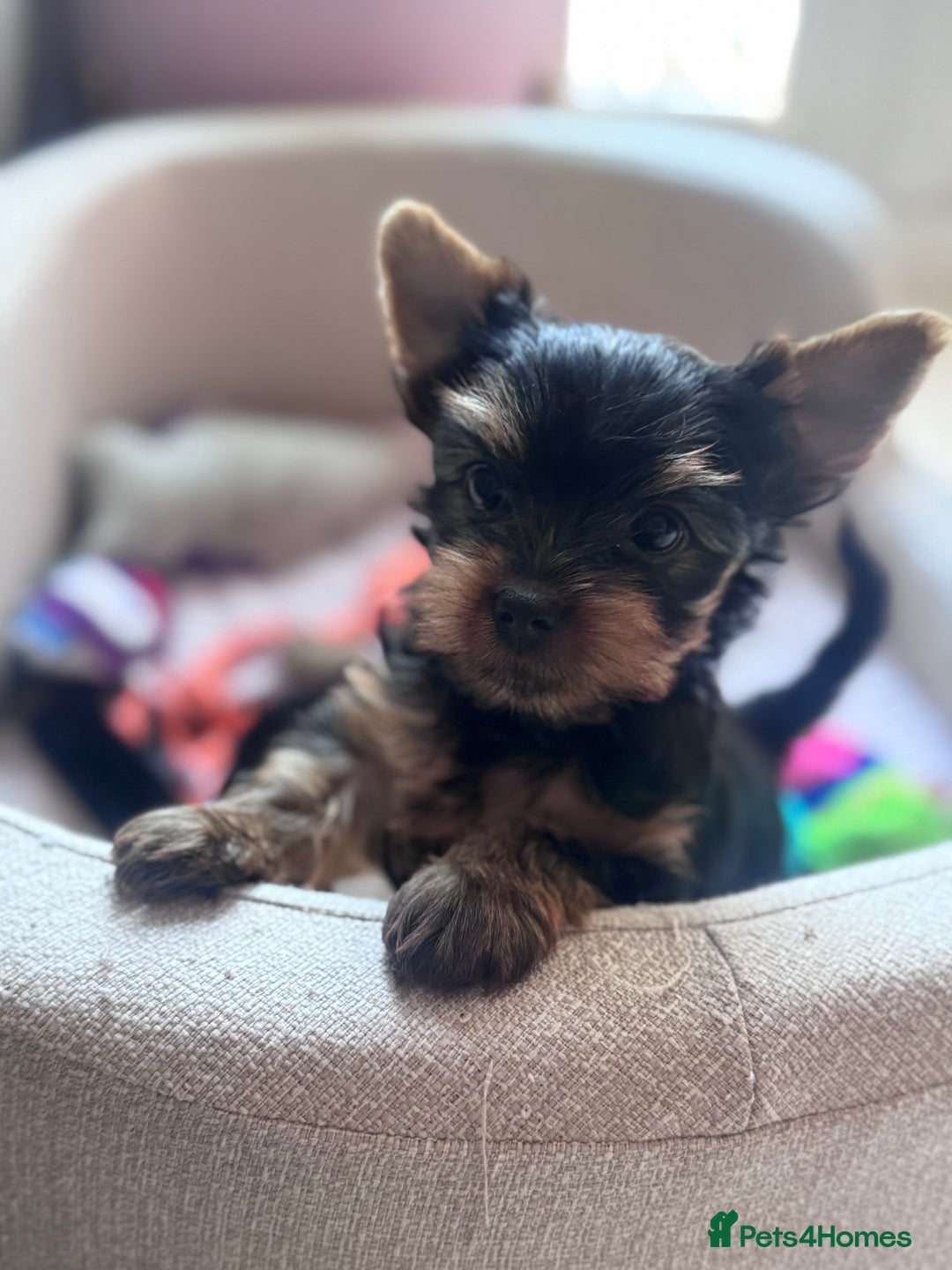 Yorkshire Terrier dogs for sale: Last girl ready🥰 Pedigree Yorkshire Terrier Puppy - Image 23