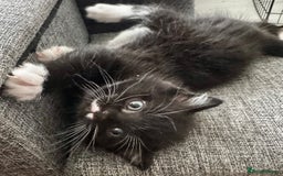 Persian cats for sale: Persian x kittens - Image 19