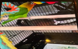 Lovebirds birds for sale: Lovebird - Advert 5