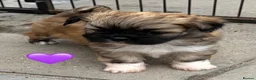 Lhasa Apso dogs for sale: Four Beautiful Lhasa Apso Pups RKC reg GPRA4 Clear - Advert 2