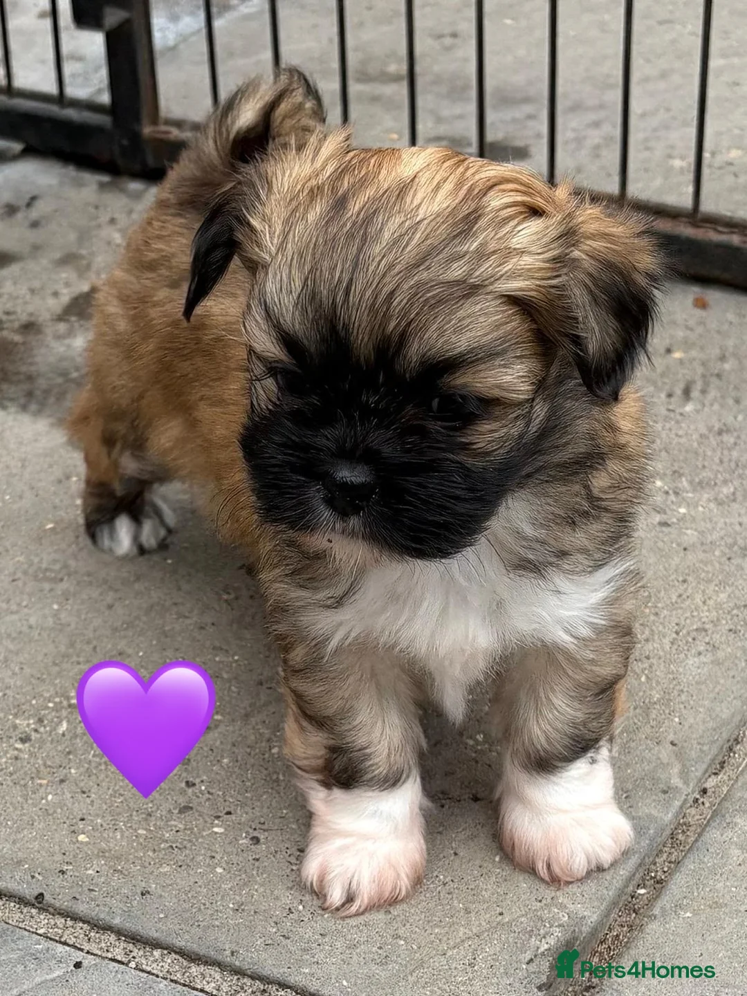 Lhasa Apso dogs for sale: Four Beautiful Lhasa Apso Pups RKC reg GPRA4 Clear - Advert 2
