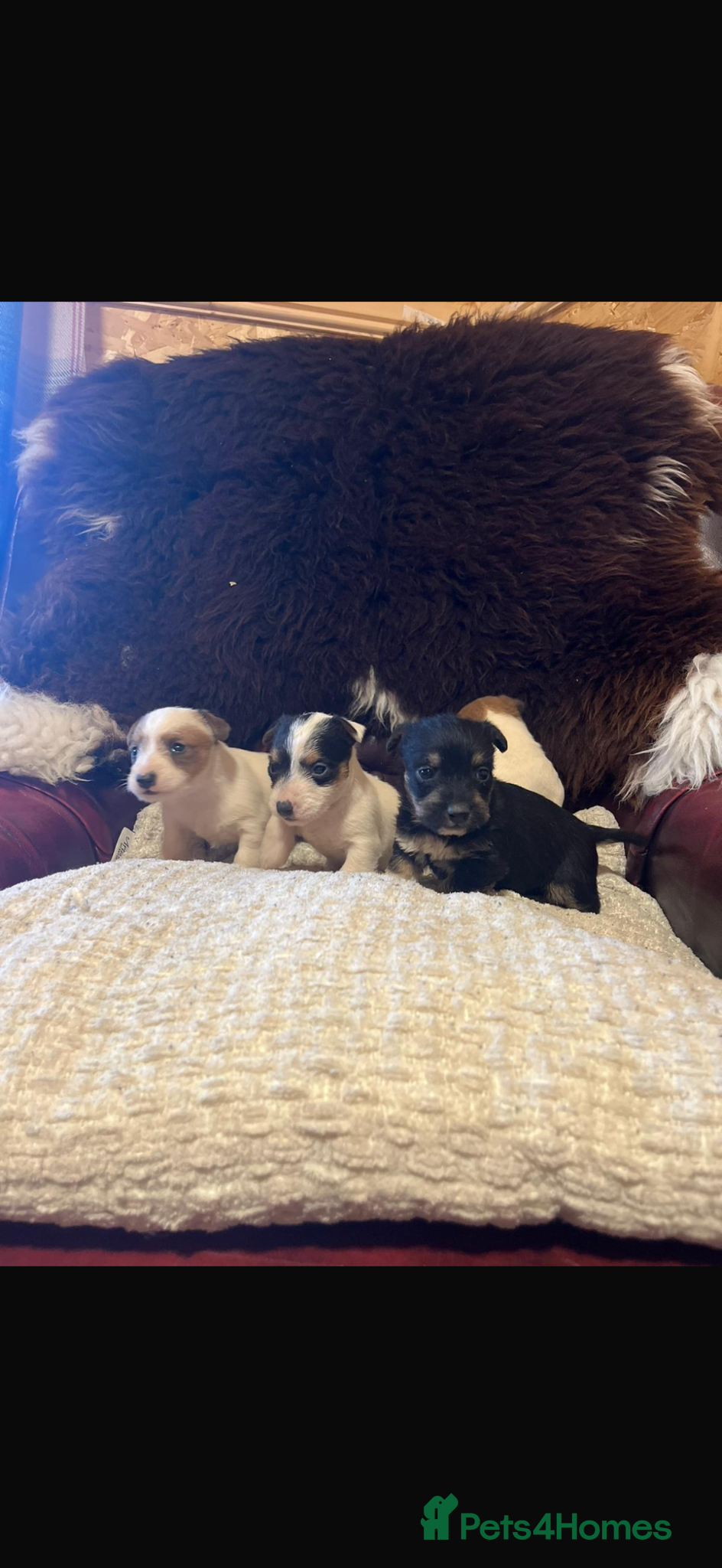 Mixed Breed dogs Jack Russell cross Yorkshire terrier - Advert 1