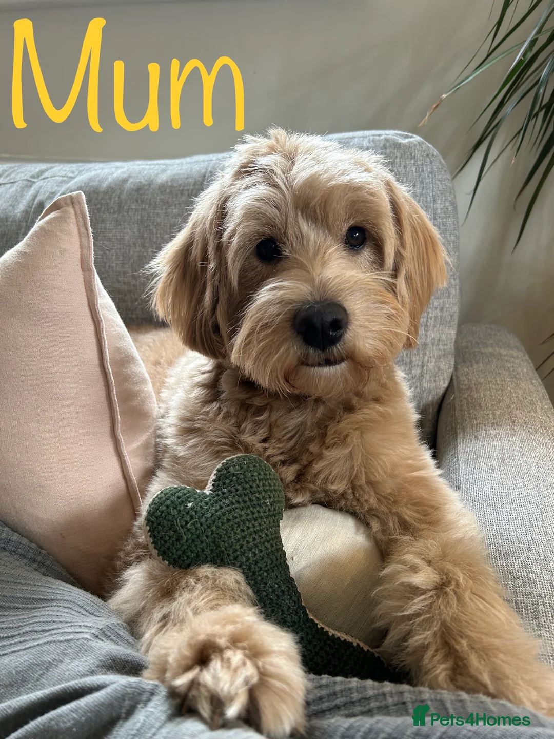 Mini Goldendoodle dogs for sale: 5★Miniature Goldendoodle Puppies-Waiting List Open - Advert 2