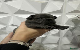 French Bulldog dogs for sale: Fluffy French Bulldog Puppies for sale - Advert 2