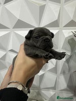 French Bulldog dogs Fluffy French Bulldog Puppies for sale - Advert 3