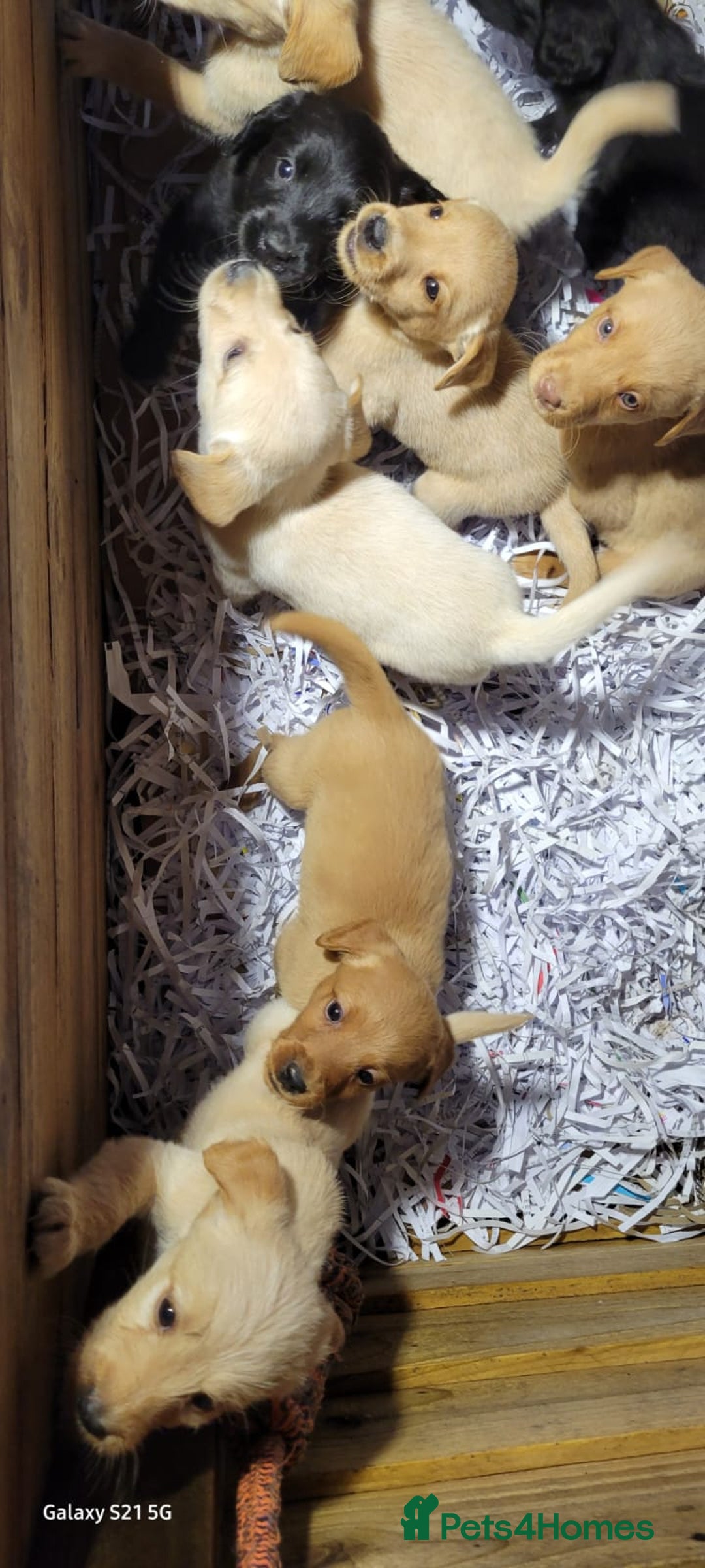Labradoodle dogs for sale: F1b labradoodle,  back cross to a labrador - Image 15