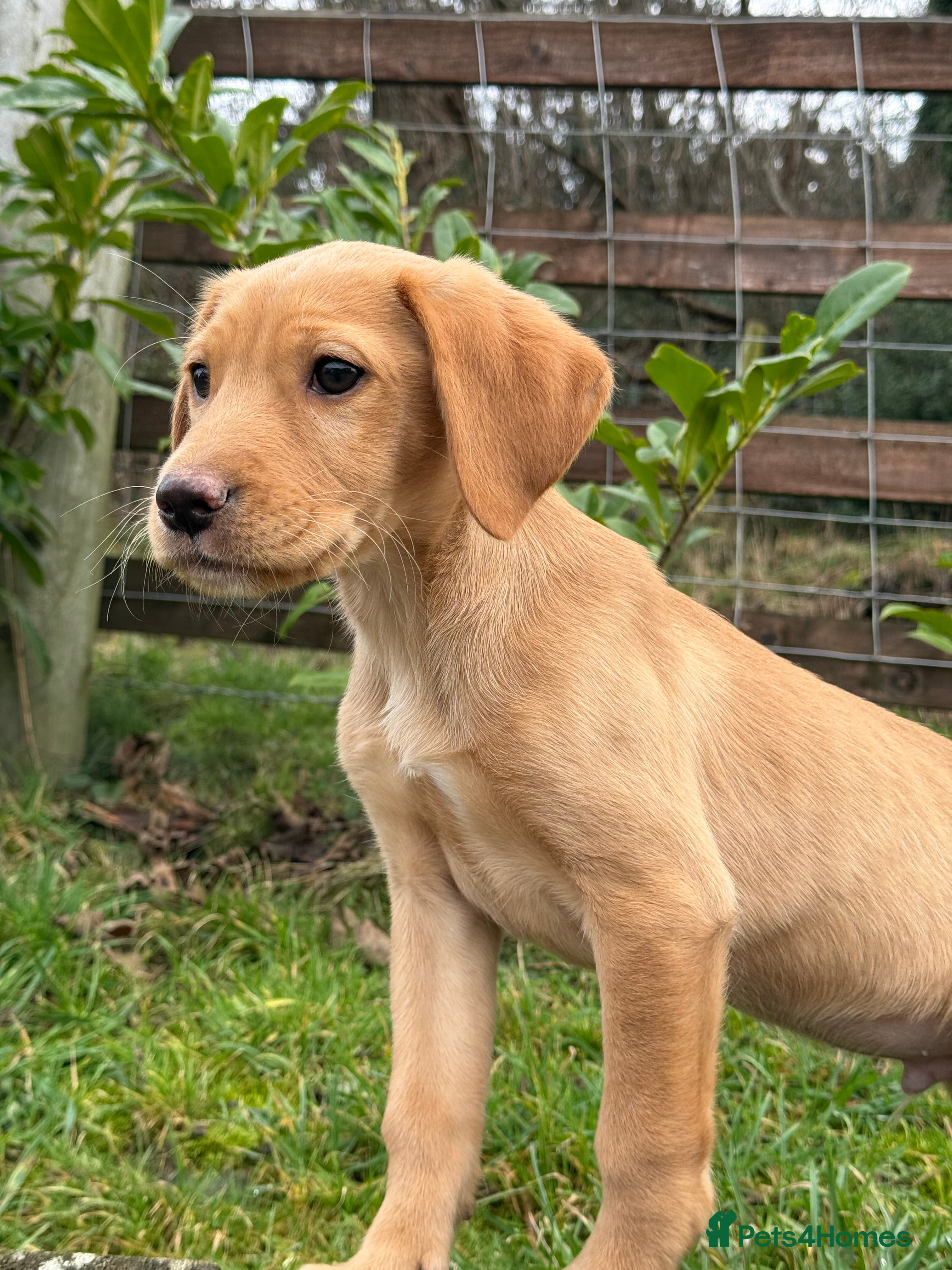 Labrador Retriever dogs One Male Yellow Labrador pup - Advert 7