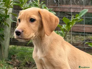 Labrador Retriever dogs One Male Yellow Labrador pup - Advert 7