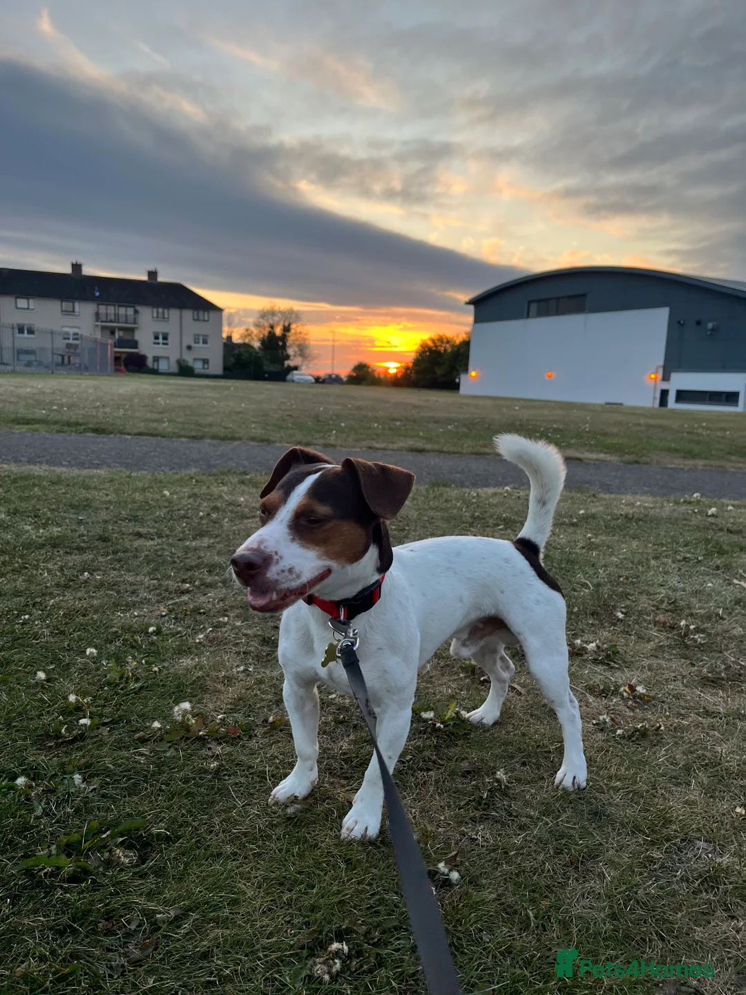 Jack Russell dogs for stud: Bruno for stud  - Advert 2