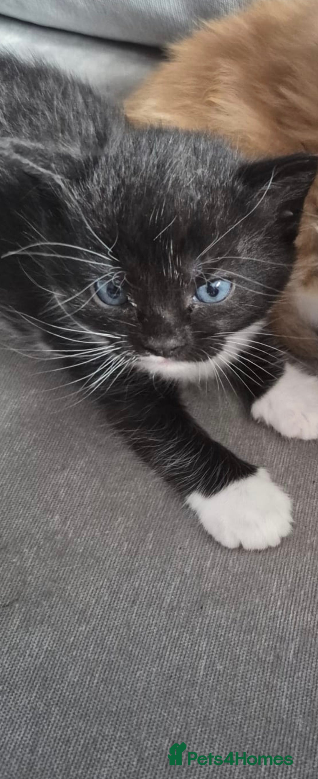 Mixed Breed cats Beautiful kittens, I have both parents  - Advert 13